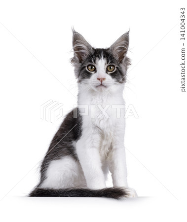 Bicolor Maine Coon on white 141004343