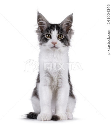 Bicolor Maine Coon on white 141004346