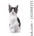 Bicolor Maine Coon on white 141004355