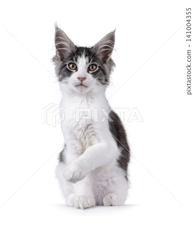 Bicolor Maine Coon on white Bicolor Maine Coon on white 141004355