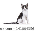 Bicolor Maine Coon on white 141004356