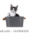 Bicolor Maine Coon on white 141004358