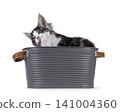 Bicolor Maine Coon on white 141004360