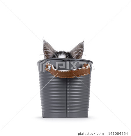 Bicolor Maine Coon on white 141004364