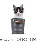 Bicolor Maine Coon on white 141004366