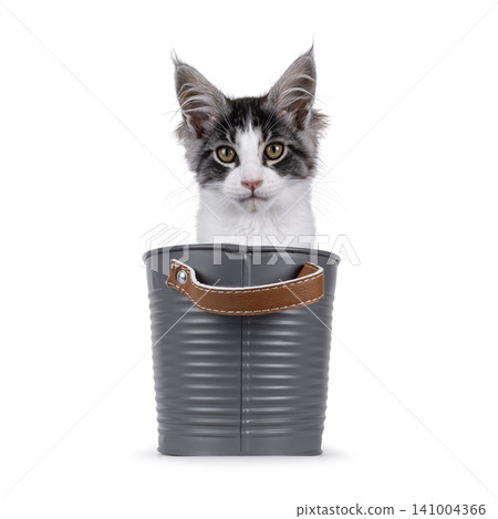 Bicolor Maine Coon on white Bicolor Maine Coon on white 141004366