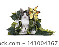 Bicolor Maine Coon on white 141004367
