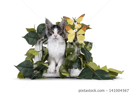 Bicolor Maine Coon on white Bicolor Maine Coon on white 141004367