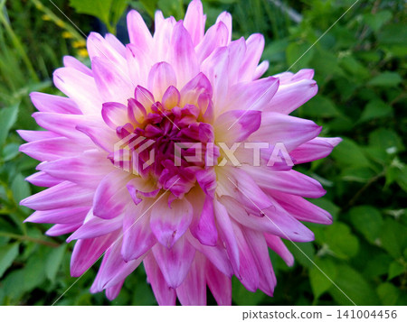 A close-up of a gorgeous dahlia in a soft pink color. A close-up of a gorgeous dahlia in a soft pink color. 141004456