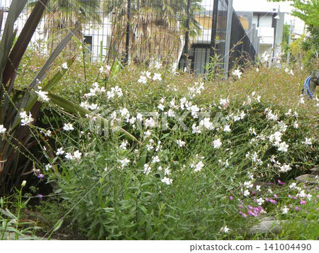 這些可愛的白色、像蝴蝶一樣的花朵是山桃草花。 141004490
