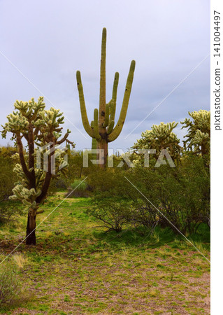 Old Saguaro Cactus Sonora desert Arizona Old Saguaro Cactus Sonora desert Arizona 141004497