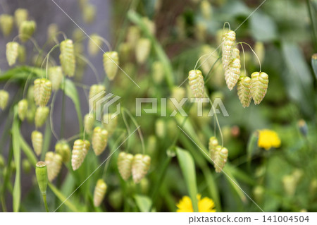 Cobanx (Oryza grass) Cobanx (Oryza grass) 141004504