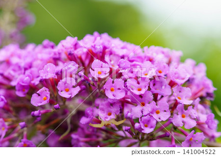 Cute pink Buddleja Cute pink Buddleja 141004522