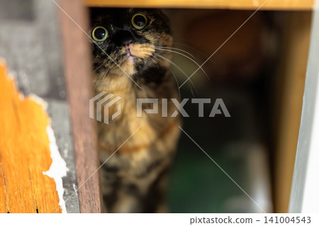 Sabi cat Sabi cat 141004543