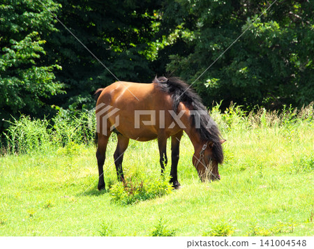 Horse eating in the meadow Horse eating in the meadow 141004548