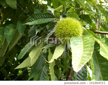 Chestnut to be a tree Chestnut to be a tree 141004551