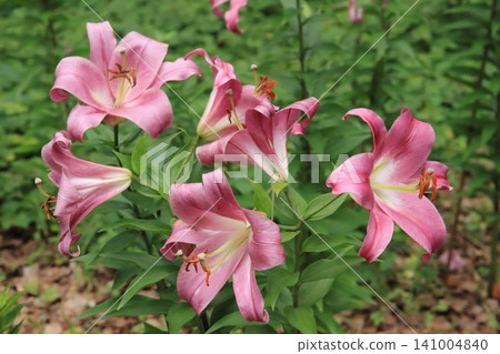 市中心的百合花園 141004840