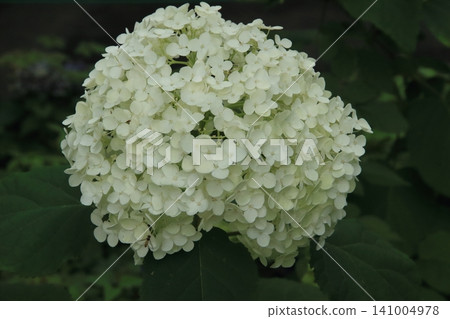 Hydrangeas in the city center Hydrangeas in the city center 141004978