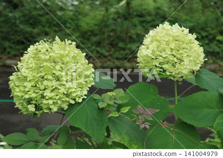 Hydrangeas in the city center Hydrangeas in the city center 141004979