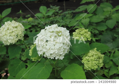 Hydrangeas in the city center Hydrangeas in the city center 141004980
