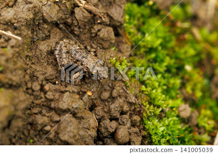 A Japanese brown frog appeared in the rice paddy. 141005039