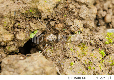 A Japanese brown frog appeared in the rice paddy. 141005041