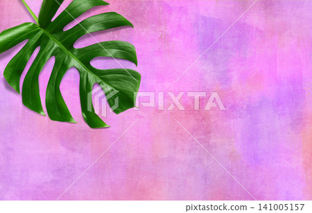 Natural monstera leaves against a pink-purple grunge background. 141005157