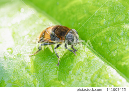 A macro shot of a hoverfly perched on glistening, wet grass in a spring forest (08) A macro shot of a hoverfly perched on glistening, wet grass in a spring forest (08) 141005455