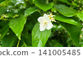 White Mock Orange Flower Close-up after Rain 141005485
