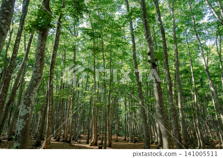 A beech forest with beautiful fresh green leaves. 141005511