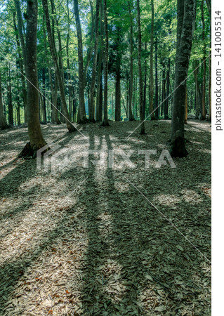A beech forest with beautiful fresh green leaves. 141005514
