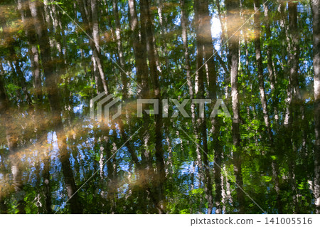 A beech forest with beautiful fresh green leaves. A beech forest with beautiful fresh green leaves. 141005516