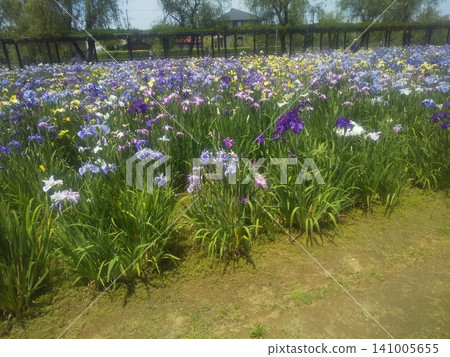 Itako Iris Garden: Irises of various colors Itako Iris Garden: Irises of various colors 141005655