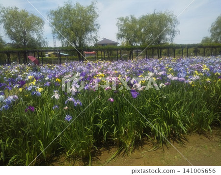 伊塔科鳶尾花園:各種顏色的鳶尾花 伊塔科鳶尾花園:各種顏色的鳶尾花 141005656