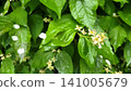 Blooming White Mock Orange Bush after Summer Rain 141005679