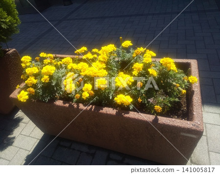 Yellow marigold flowers in a planter at Tomisato Service Area Yellow marigold flowers in a planter at Tomisato Service Area 141005817