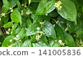Wet Green Foliage of Mock Orange Bush with Buds 141005836