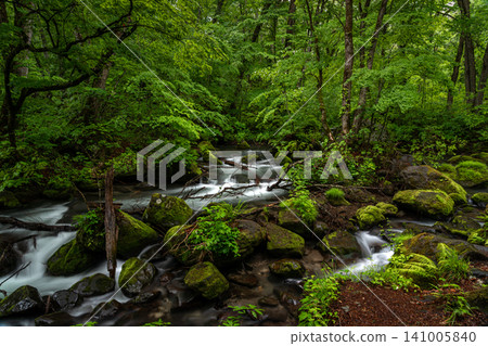 Oirase Gorge, beautiful with fresh greenery, Aomori Prefecture Oirase Gorge, beautiful with fresh greenery, Aomori Prefecture 141005840