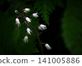 白山聖山的阿爾卑斯植物：*Zudayakushu*，一種七月開花的花。 141005886