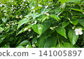 Mock Orange Branches with Wet Leaves and Petals 141005897