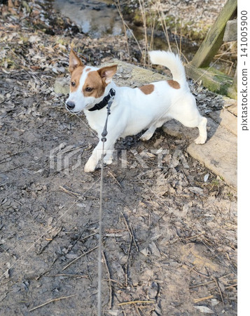 sunny winter day view of a happy white and brown Jack Russell Terrier dog running towards the camera on a rustic wooden footbridge with railings. sunny winter day view of a happy white and brown Jack Russell Terrier dog running towards the camera on a rustic wooden footbridge with railings. 141005900