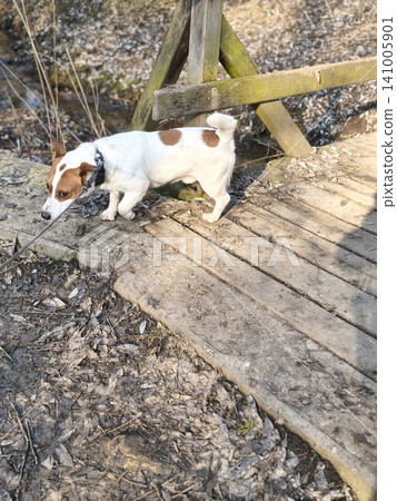 white and brown Jack Russell Terrier dog running towards the camera on a rustic wooden footbridge with railings. 141005901