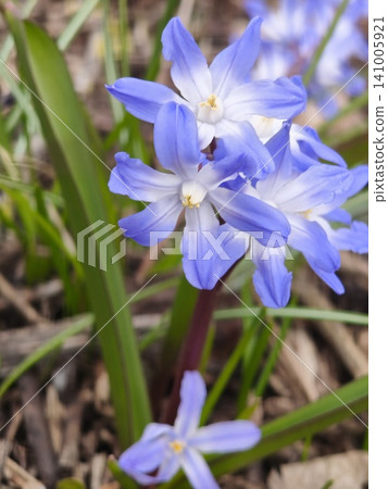 Close-up of blue Bossier's glory-of-the-snow (Chionodoxa luciliae) flowers blooming in early spring. Close-up of blue Bossier's glory-of-the-snow (Chionodoxa luciliae) flowers blooming in early spring. 141005921