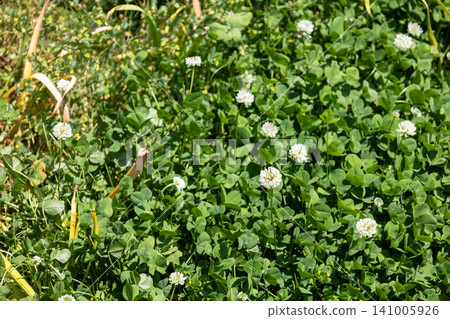 White clover (white grass) 141005926