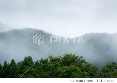 Morning mist flows through the mountain forest after the rain. 141005998