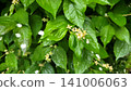 Wet Philadelphus Foliage with Faded Flowers and Petals 141006063