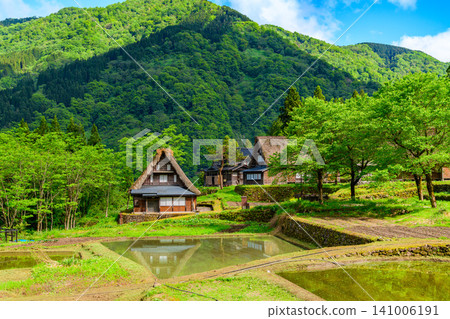 On a clear early summer day, the terraced rice paddies filled with water and the traditional thatched-roof houses of the Gokayama Gassho-zukuri village are enveloped in fresh greenery. 141006191