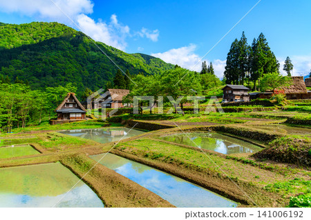On a clear early summer day, the terraced rice paddies filled with water and the traditional thatched-roof houses of the Gokayama Gassho-zukuri village are enveloped in fresh greenery. On a clear early summer day, the terraced rice paddies filled with water and the traditional thatched-roof houses of the Gokayama Gassho-zukuri village are enveloped in fresh greenery. 141006192
