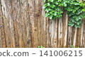 Old Wooden Fence with Green Creeper Leaves 141006215