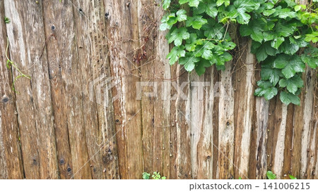Old Wooden Fence with Green Creeper Leaves 141006215
